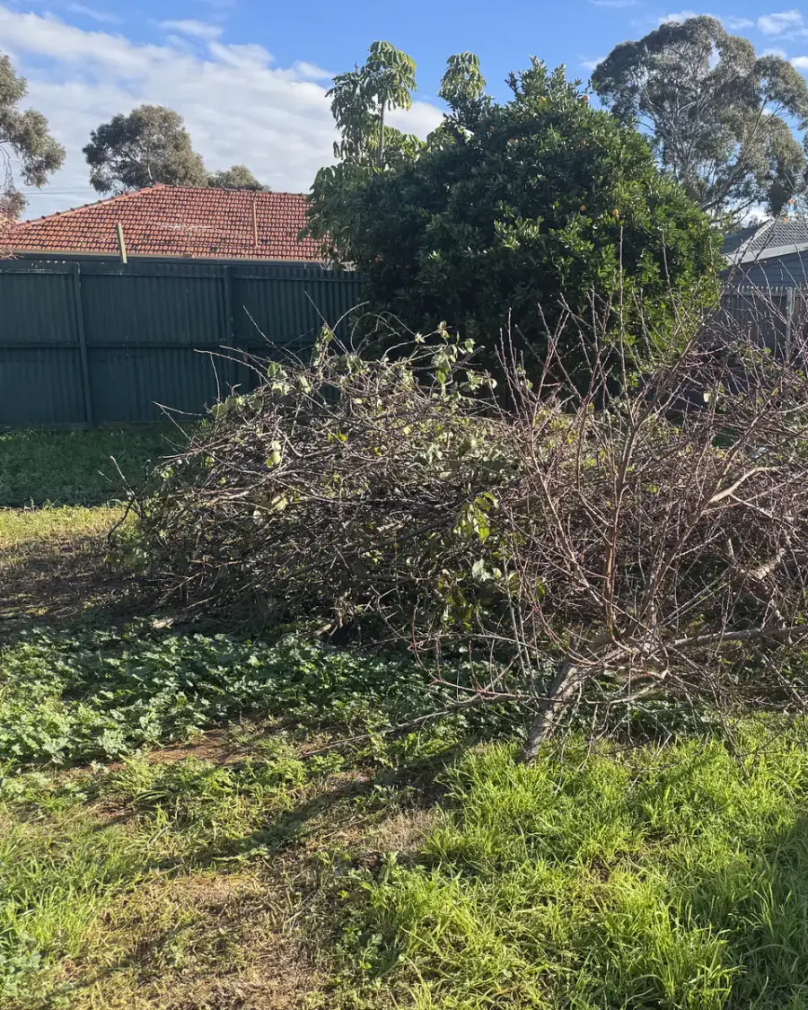 Before: Large pile of cut branches and prunings on a backyard lawn