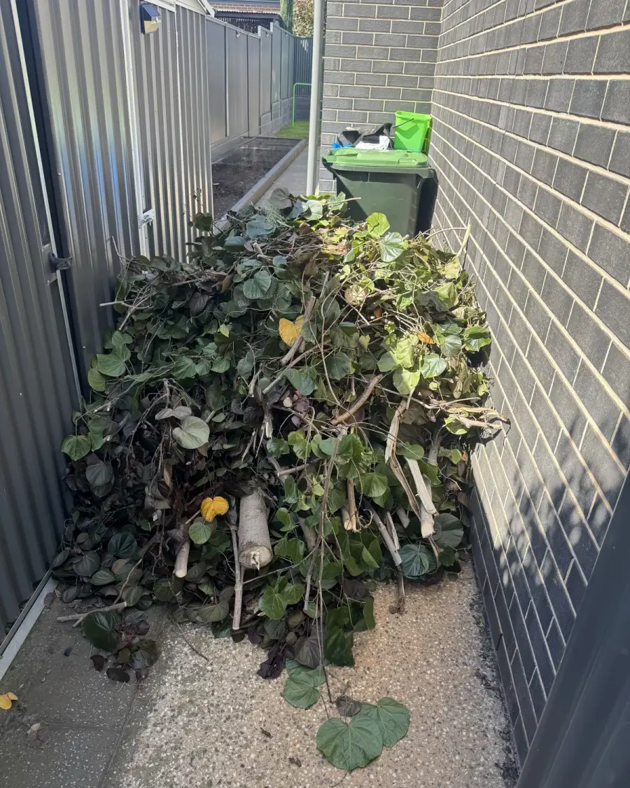 Before: Pile of hedge cuttings beside the bins in a side passage